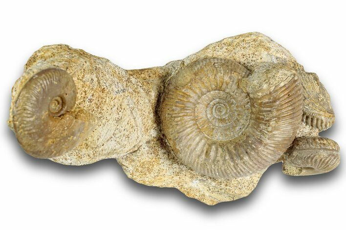 Ammonite (Stephanoceras & Leioceras) Fossil Cluster - France #244481
